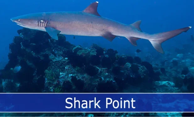 Explore the Thrilling Shark Point Dive Site in Padang Bai, Bali